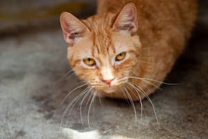A través de los vómitos reiterados, un gato podría estar presentando los primeros signos de alguna enfermedad a tratar