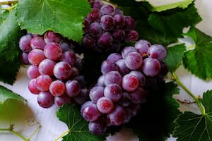 A través de un práctico método es posible conservar las uvas hasta dos semanas (imagen ilustrativa)