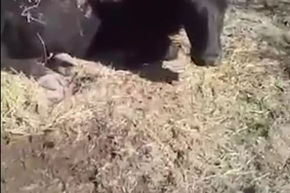 A través de un video, el veterinario Luis Alberto Cazanave quiso reflejar y hacer visible la problemática que atraviesan los productores ganaderos con sus vacas de descarte, tras el cierre de exportaciones de carne vacuna hace más de dos meses