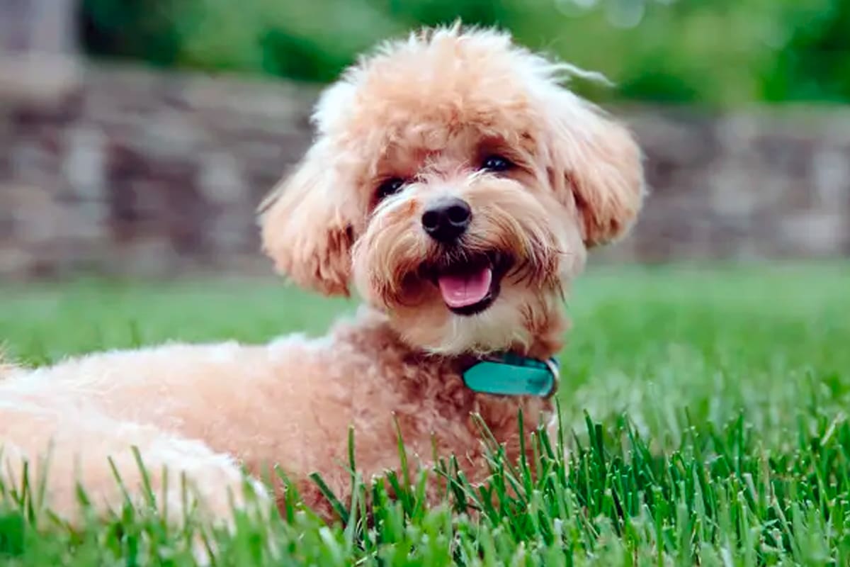 A través de un video, la empresa abrió la búsqueda para el puesto de 'Chief Puppy Officer (CPO)'; la persona seleccionada deberá cuidar a un grupo de adorables cachorros