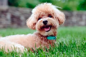A través de un video, la empresa abrió la búsqueda para el puesto de 'Chief Puppy Officer (CPO)'; la persona seleccionada deberá cuidar a un grupo de adorables cachorros