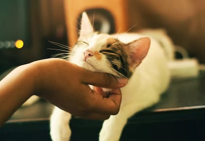 A través del amasado, los gatos establece un vínculo de afecto y pertenencia con su entorno humano