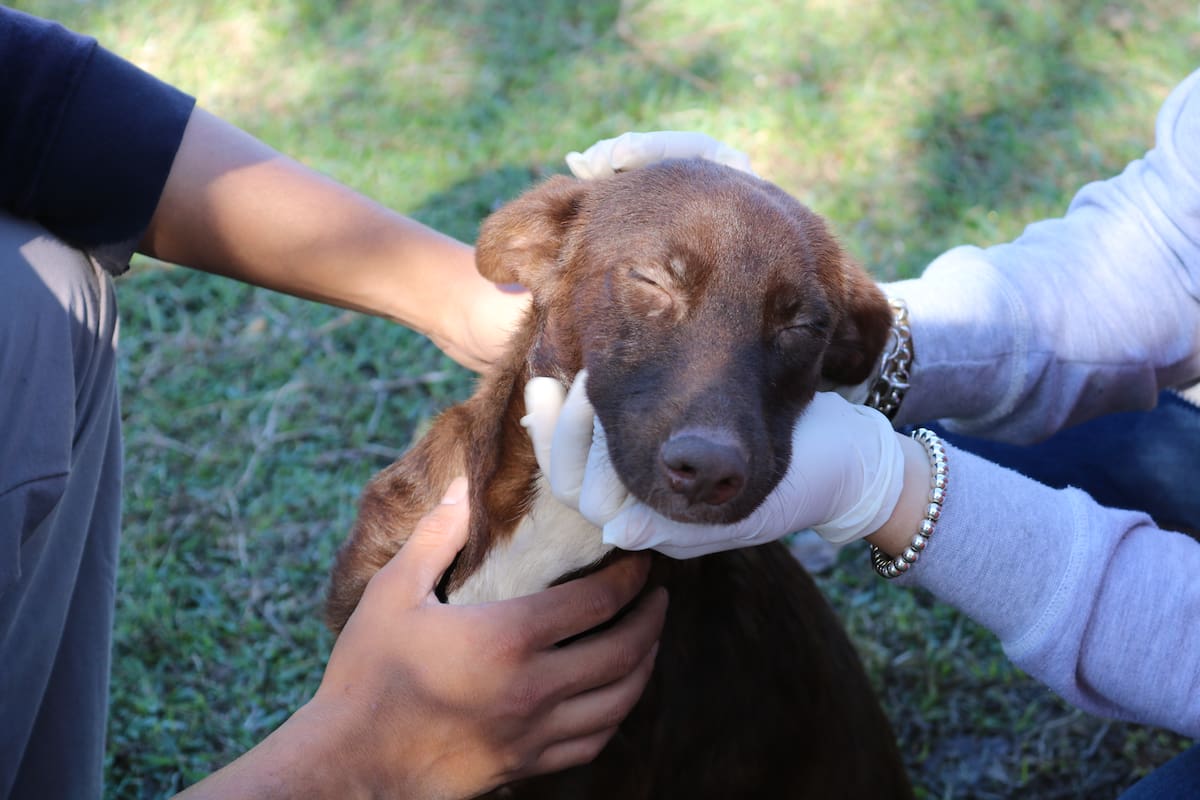A través del contacto con los perros, los chicos no solo aprenden a cuidarlos sino que logran mejorar su autoestima