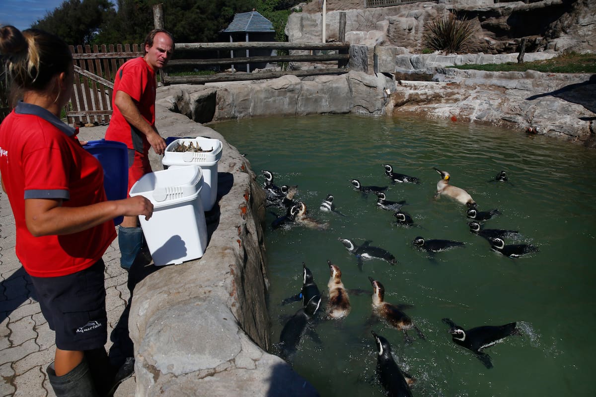 A un año de su cierre, el predio aún alberga 66 animales entre pingüinos y lobos marinos
