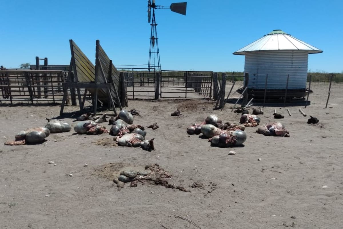 A un productor de Río Negro le carnearon 19 animales y las pérdidas son millonarias