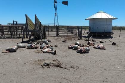 A un productor de Río Negro le carnearon 19 animales y las pérdidas son millonarias
