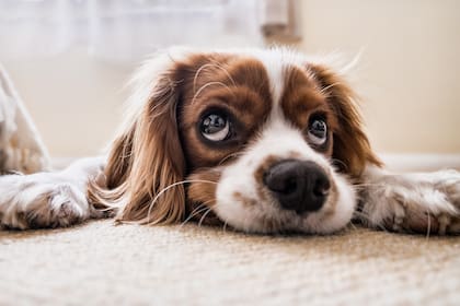 A una distancia de seis metros, los perros perciben los objetos con la misma claridad que los humanos a veinte metros
