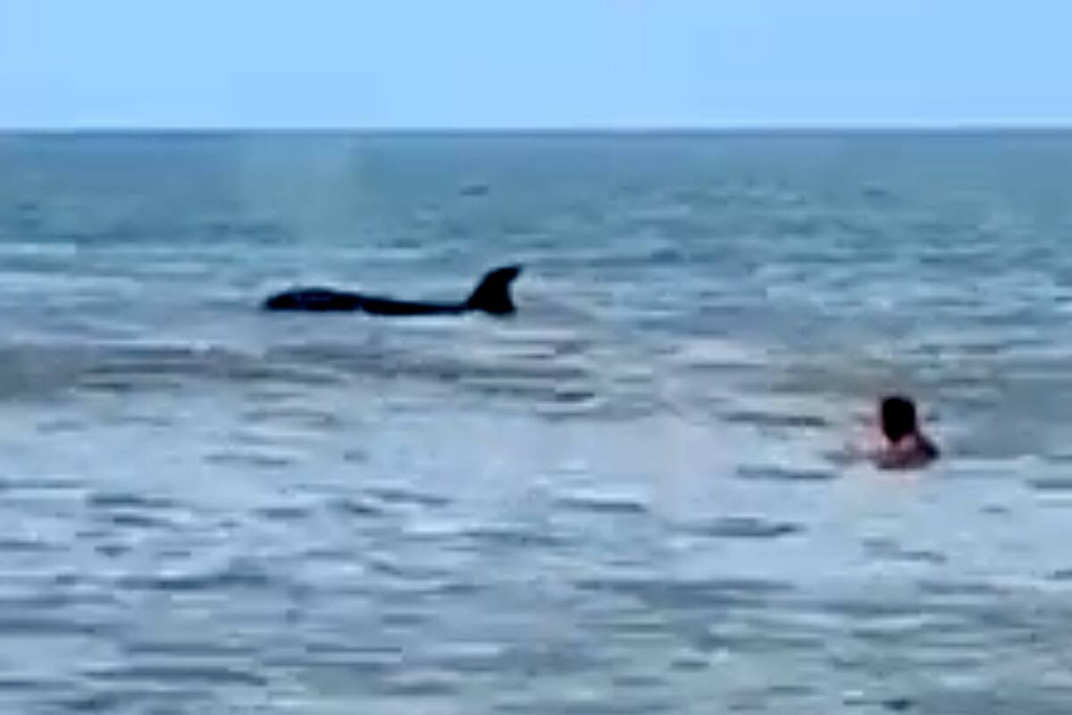 A una semana de los tiburones, la visita sorprendió a los presentes