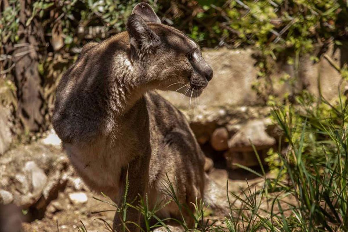 A Unelén, una puma de tres años, debieron amputarle la pata derecha que había sido seriamente dañada tras ser atrapada en una trampa "de oso"