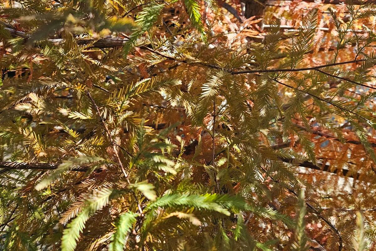 A veces me quedo mirándolos y sé que durante algún tiempo darán testimonio de que estuve aquí