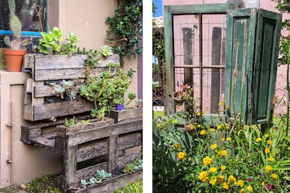 A veces, un trozo de madera vieja o una lata abandonada son el mejor soporte para una planta