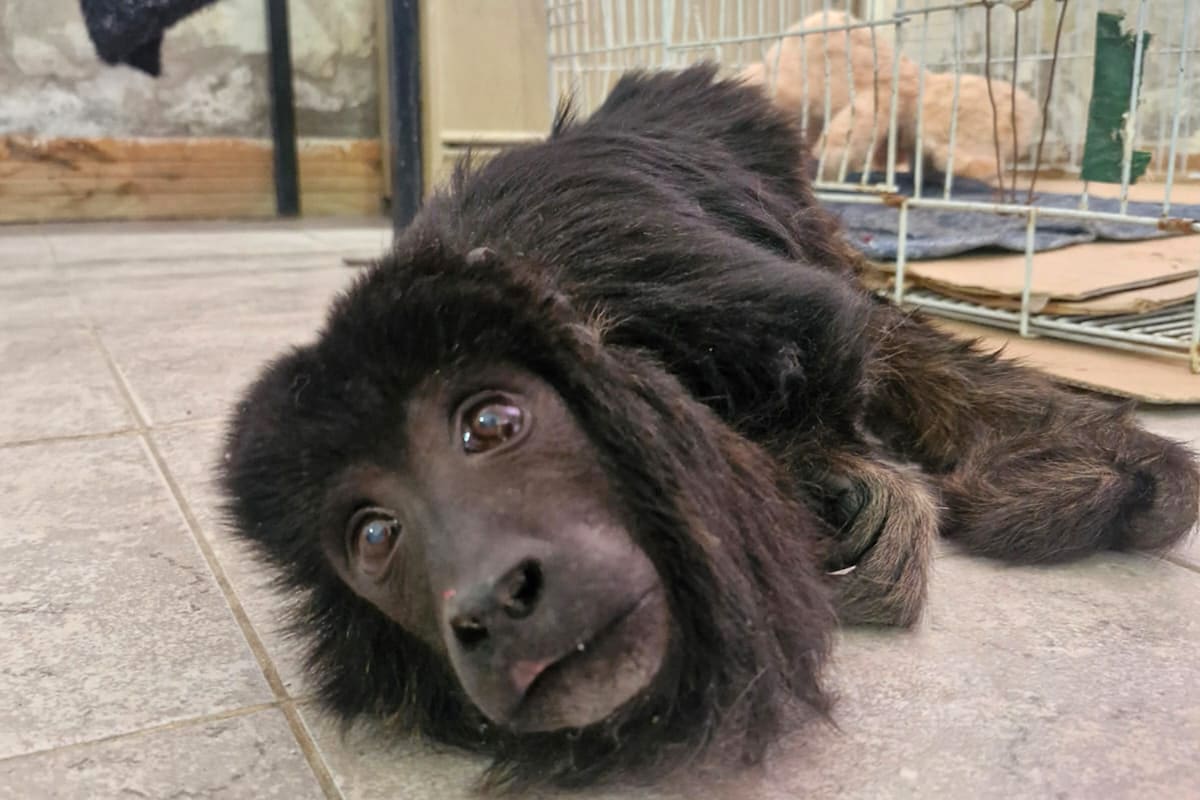 A Yeico le calculan entre 6 y 7 años