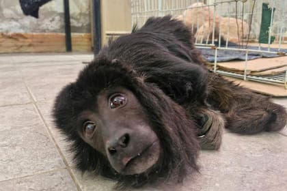 A Yeico le calculan entre 6 y 7 años