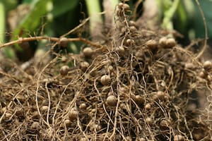 ¿Qué rol juegan los bioestimulantes contra el estrés?