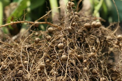 Aapresid puso el foco en los bioinsumos