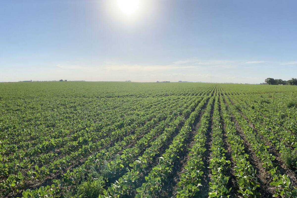 Aapresid y Bioceres Semillas lanzaron un programa de beneficios para productores que apuntan a maximizar sus rindes y fomentar la adopción de prácticas sustentables