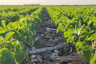 Una alianza busca medir el impacto ambiental de la producción agropecuaria y facilitar el acceso a nuevos mercados