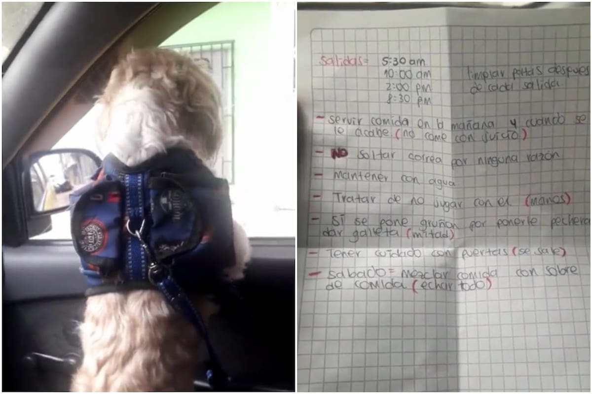 Abandonaron a un perro en un taxi y sus dueños dejaron las indicaciones para su respectivo cuidado