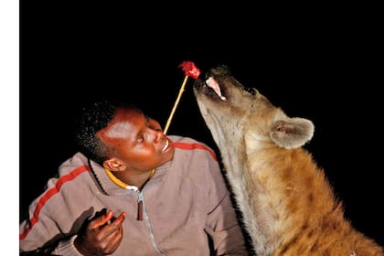 Abbas Yusuf, de 23 años, conocido como Hyena Man, alimenta una hiena en las afueras de la ciudad amurallada de Harar