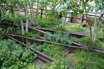 Abedules plantados de a dos y de tres, creciendo con aspecto natural entre las vías
abandonadas.