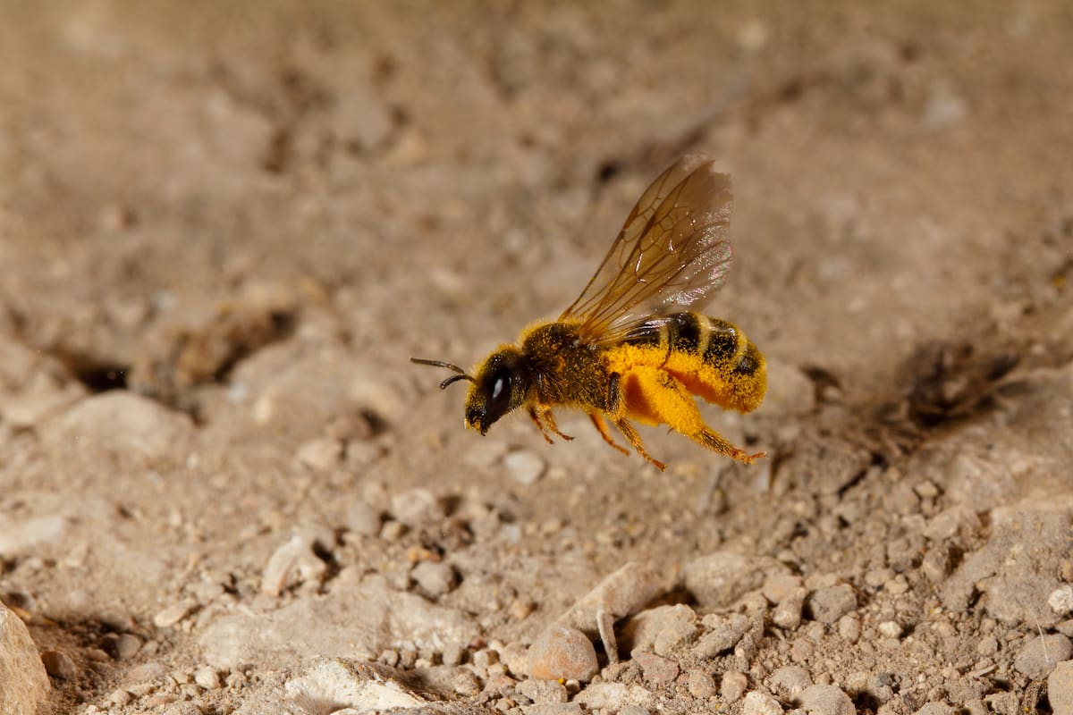 Abejas