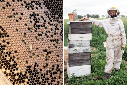 Abeja obrera sobre un cuadro de cría y polen. Se trabaja con medias alzas, que son cajones más chicos que facilitan la cosecha.