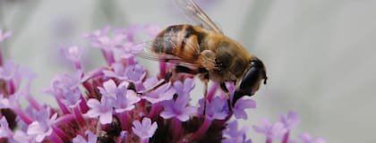 Abejas, mariposas o colibríes suelen ser atraídos por las verbenas