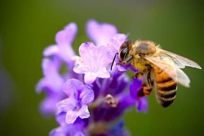 Abejas: qué significa su presencia