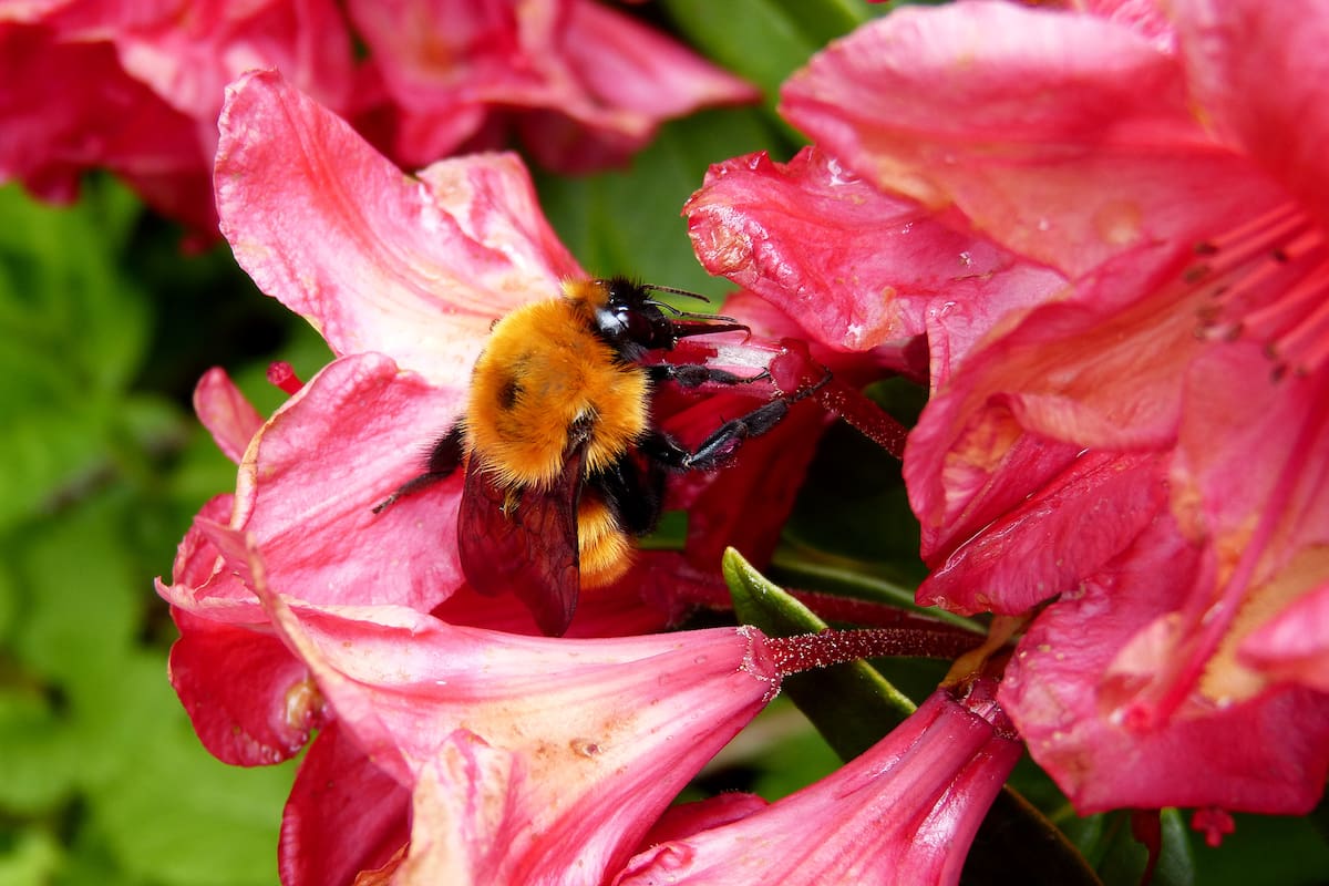 Abejorro Bombus dahlbomii, nativo de Patagonia