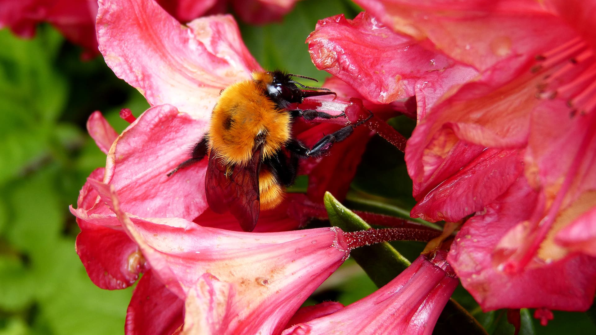 Abejorro Bombus dahlbomii, nativo de Patagonia