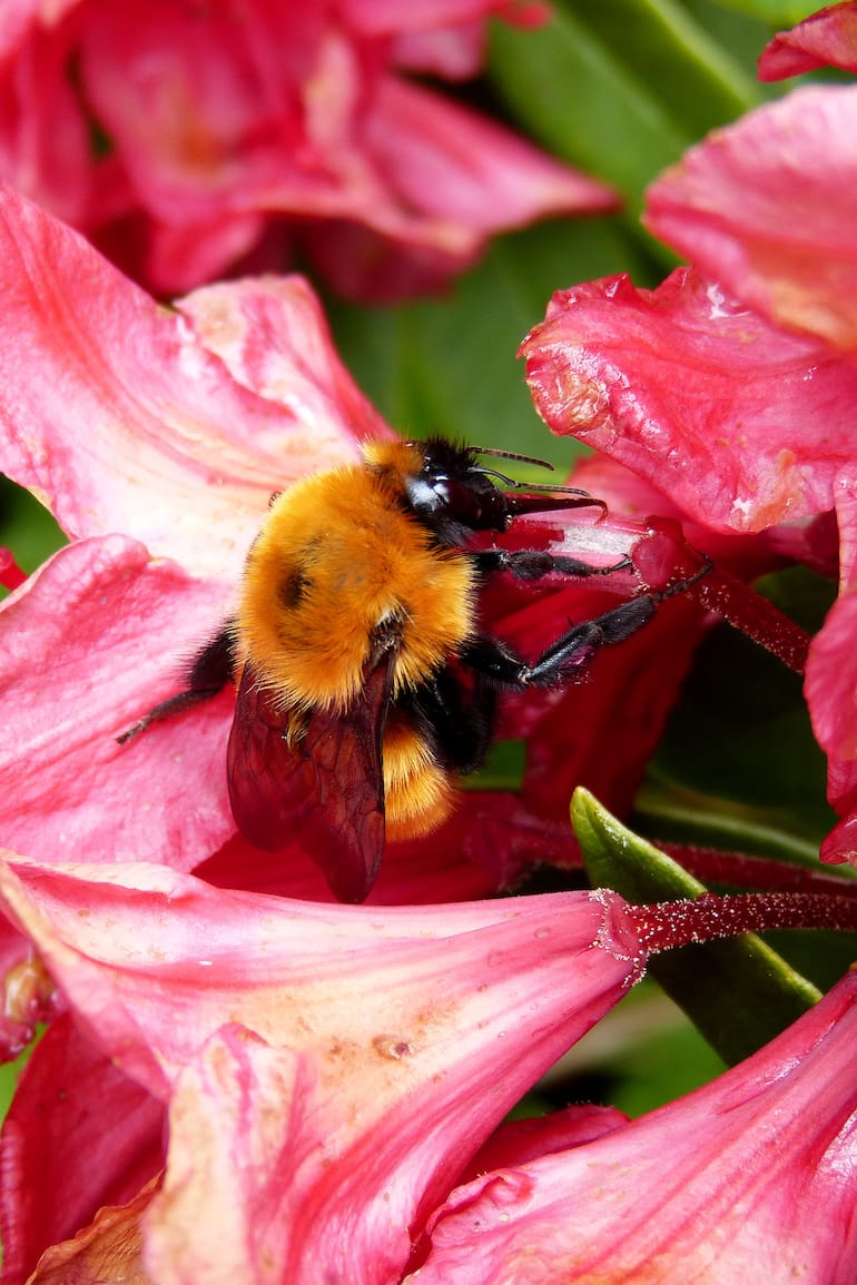 Abejorro Bombus dahlbomii, nativo de Patagonia