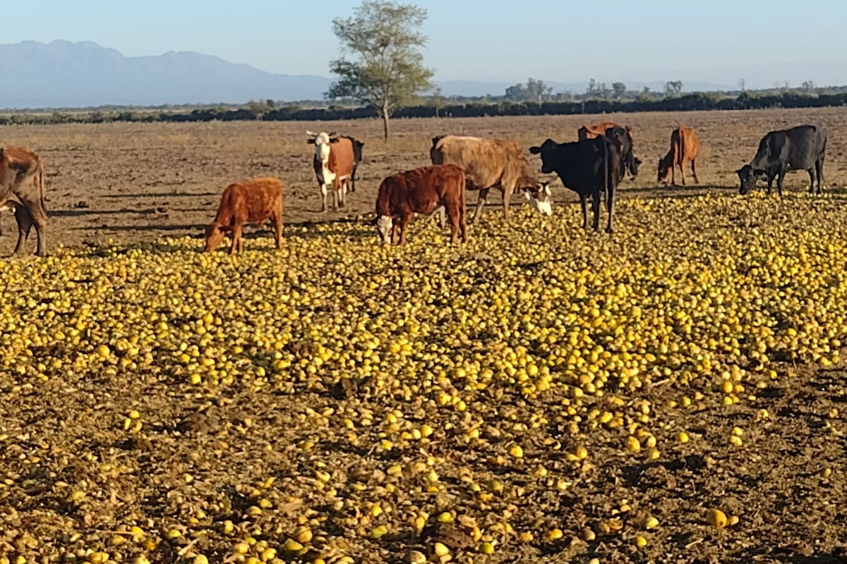 Abelardo Usandivaras alimenta 1800 cabezas todos los días con los limones que le entregan productores