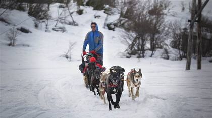 los trineos con perros, listos para más aventuras