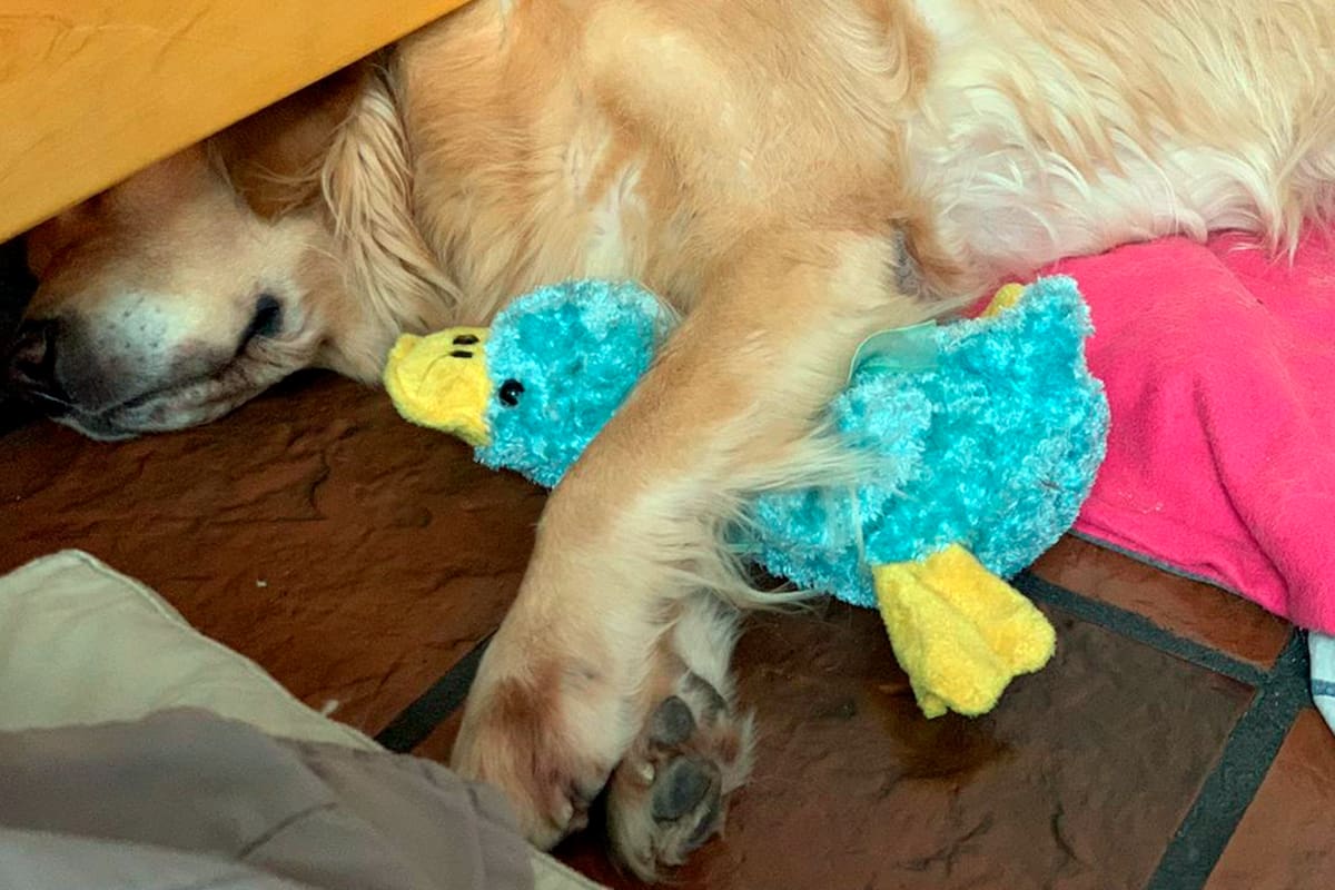 Abrazada a un patito de pelucha, Olivia toma una siesta reconfortante
