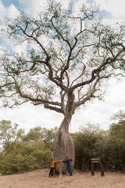 Abrazo grupal a un palo borracho muy antiguo dentro del parque.