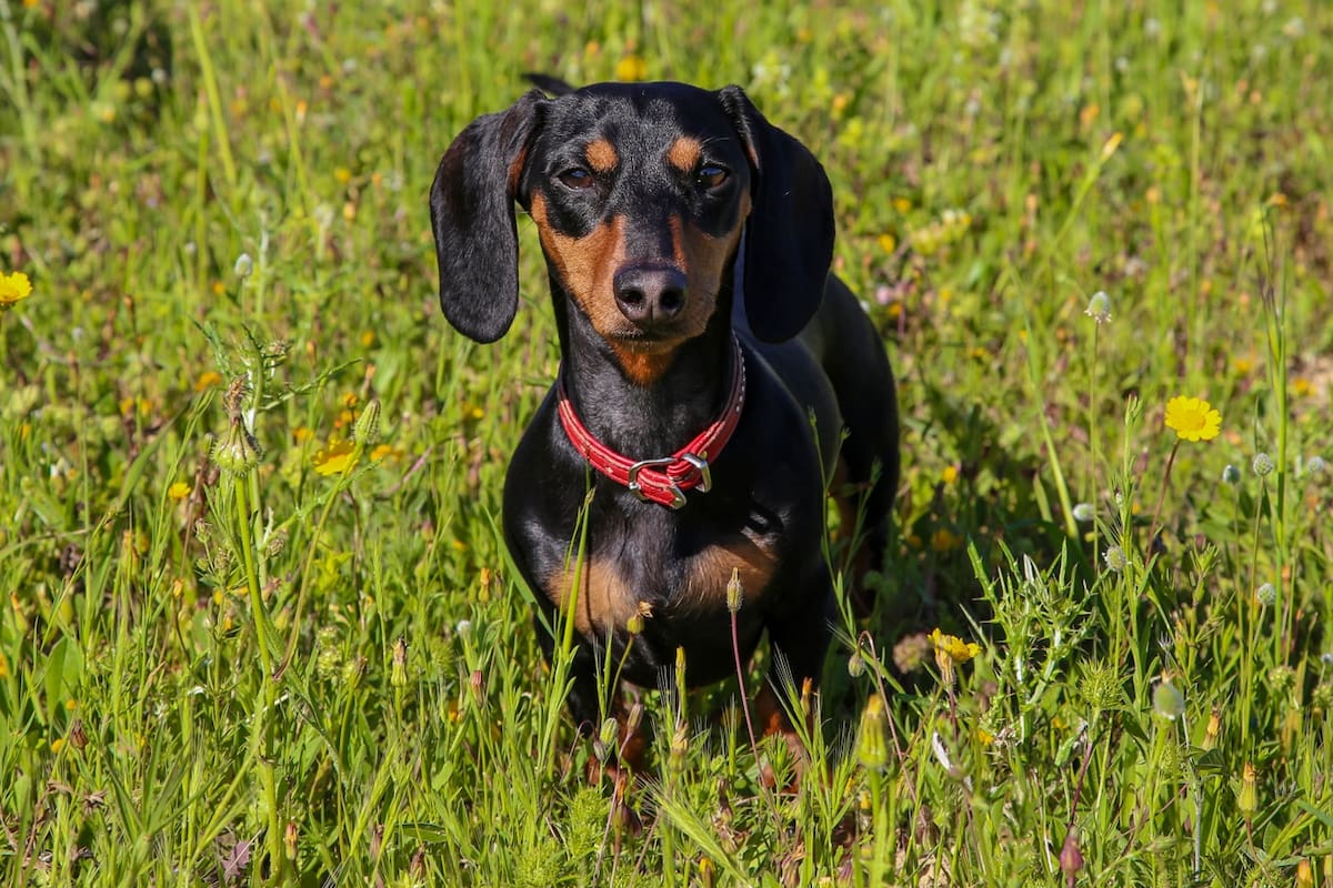 Abre el primer museo dedicado al perro salchicha en Alemania