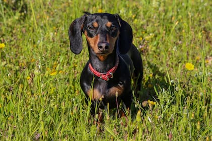 Abre el primer museo dedicado al perro salchicha en Alemania