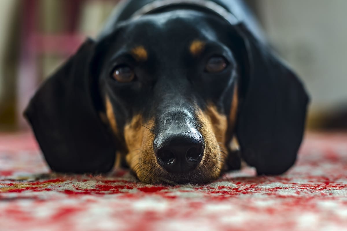 Abre el primer museo dedicado al perro salchicha en Alemania