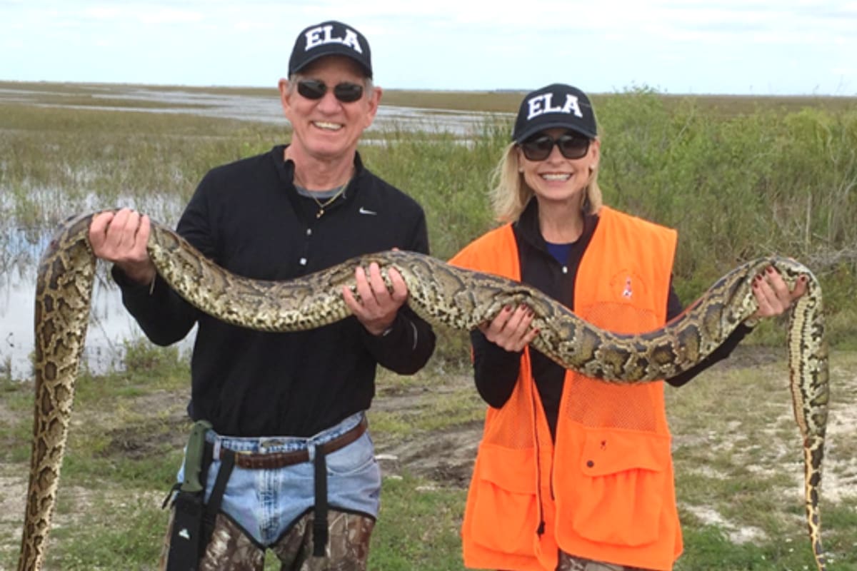 Abrieron las inscripciones para una competencia de caza de pitones birmanas en Florida