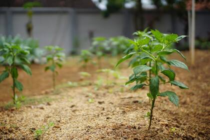 Abril marca el inicio de una temporada clave para quienes desean cultivar verduras resistentes al frío