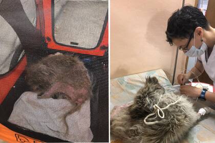 Abrumi viaja en carrito a cada consulta veterinaria. Es viejito y pronto espera ser adoptado.