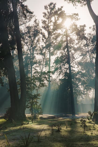 Acá empieza la magia. El predio de Le Bois donde se va a armar la feria es un lujo natural.
