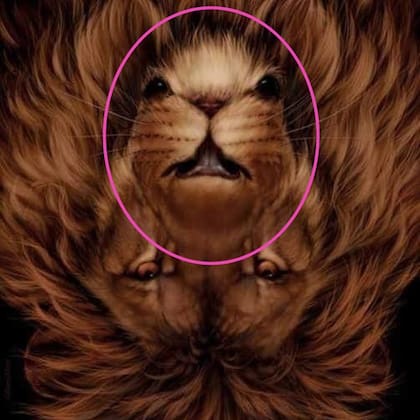 Acá está la solución al acertijo visual: para encontrar al ratón, había que invertir la imagen