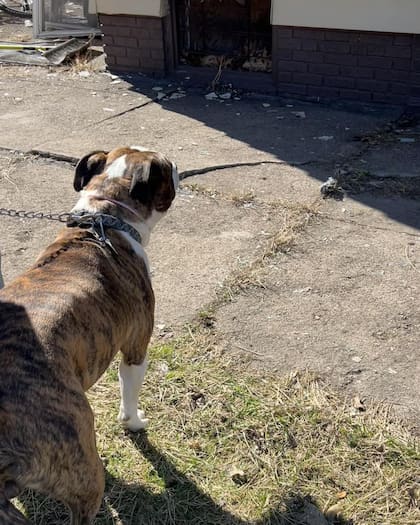 Aca marcó el lugar donde estaba atrapado el perro de la dueña de casa.