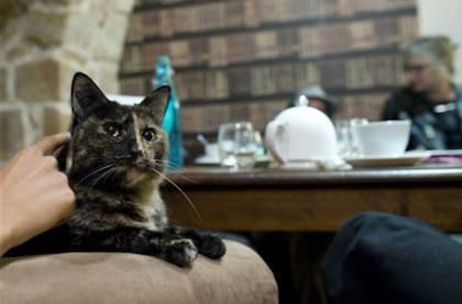 Acá no hay gato encerrado: los felinos son amos y señores de la casa
