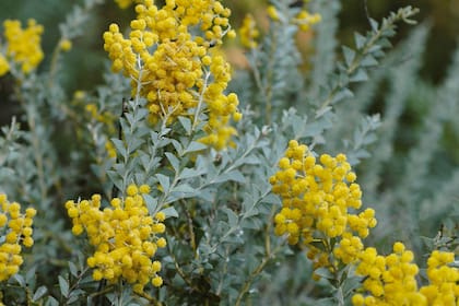 Acacia cultriformis, un árbol de corteza grisácea que florece en primavera.