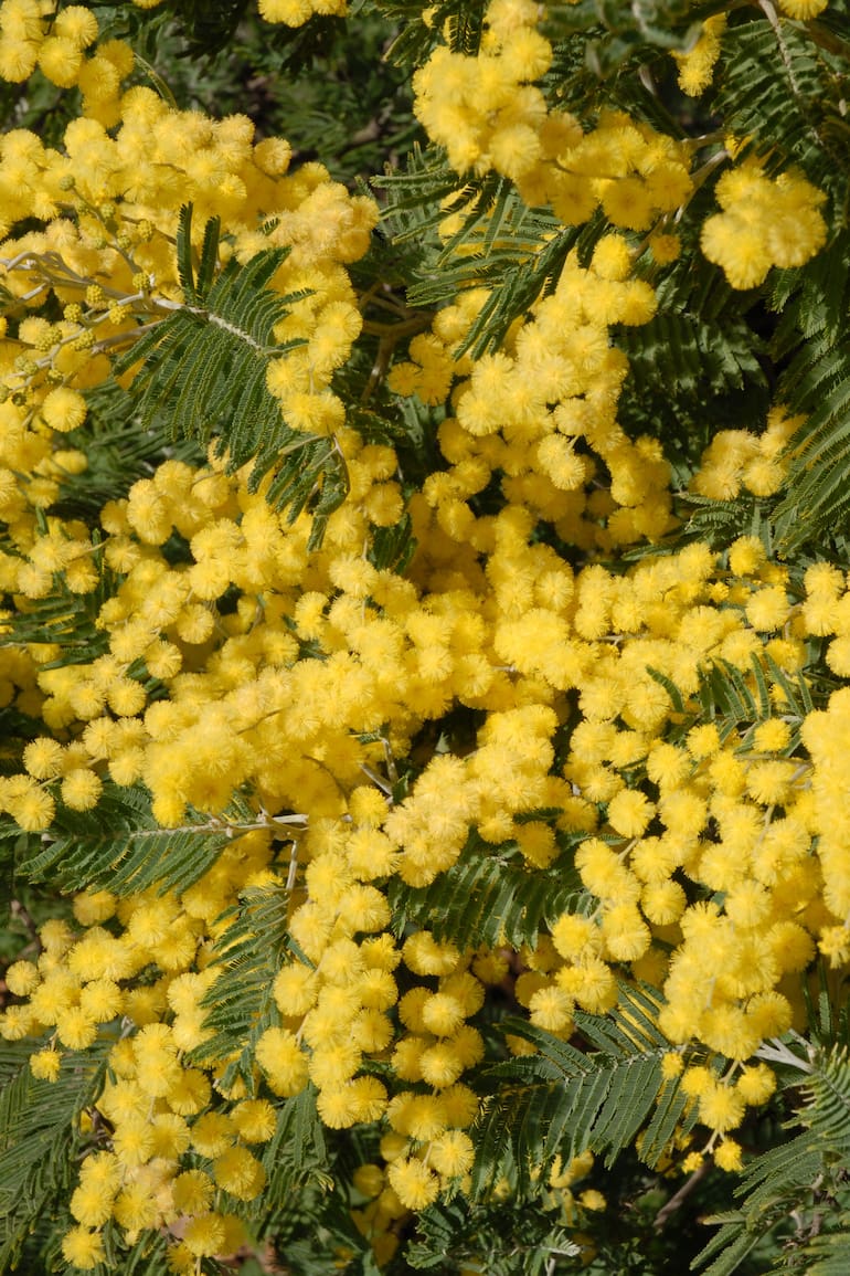 Acacia dealbata. También llamado aromo francés o mimosa, florece a finales de julio con un exquisito aroma.