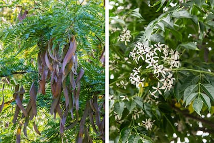 Acacia negra o Gleditsia triacanthos (izq.) y paraíso o Melia azedarach (derecha)