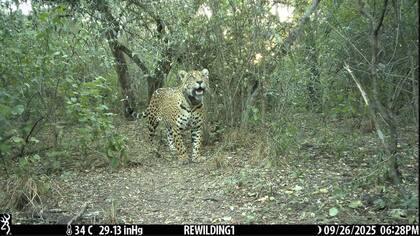 Acaí desapareció el 25 de octubre cerca del parque nacional El Impenetrable en Chaco; ayer encontraron su collar GPS en el fondo del río Bermenjo