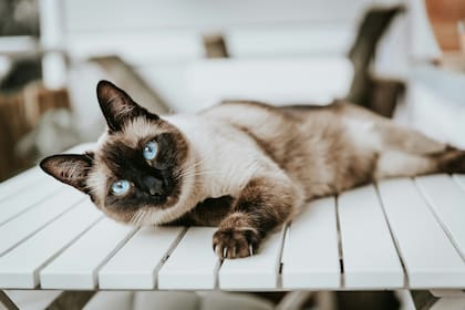 Acariciar a un gato en sueños puede indicar la llegada de una suma importante de dinero o reflejar el amor por alguien